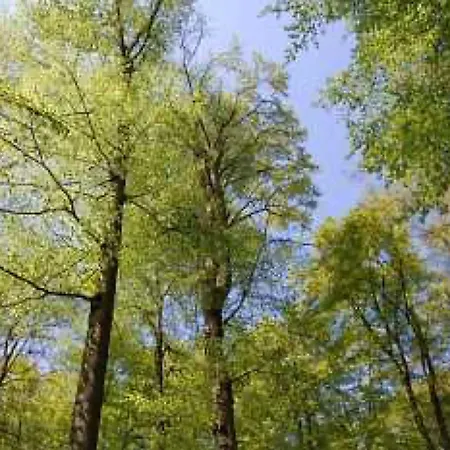 Ferienhaeuser Hainichhoehe Horselberg-Hainich